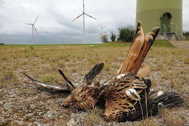 Der Vogelschlag bei Windkraftwerken ist leider eine traurige Realität. Vögel nutzen oft die Gebiete mit Thermik. Sie sind jedoch nicht in der Lage, die Gefahr der schnell rotierenden Windräder zu erkennen.